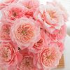 神仙颜值mikoto美琴玫瑰鲜花云南斗南，直发插花水养节日送花