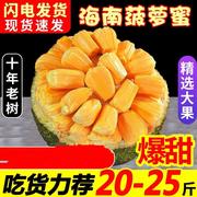 海南三亚菠萝蜜新鲜水果波罗蜜当季整箱特产20-40斤一整个红