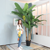 仿真芭蕉树室内造景绿植假树香蕉，树室内大型落地景观植物装饰