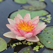 花彩睡莲花水培，四季盆栽水养荷花种，根茎带芽根块池塘植物鱼缸