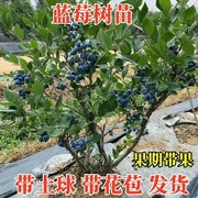 特大蓝莓树果苗盆栽地栽带果南北方种植奥尼尔蓝莓，苗当年结果