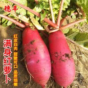 满身红萝卜种子红皮白肉泡菜萝卜种孑农家水萝卜夏秋季田园蔬菜籽