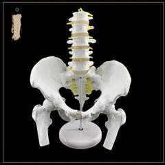 骨盆模型附五节腰椎脊柱模型盆骨模型人体骨骼模型股骨腰椎椎间l