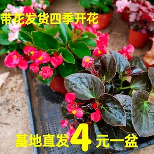 四季海棠花盆栽大苗大花大叶小花玻璃翠四季花卉室内庭院阳台