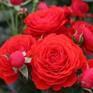 欧洲月季奇卡门廊欧月德国玫瑰，月季小苗大花量浓香抗病开花机器