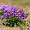 紫花地丁种子四季易种活的阳台盆栽，庭院花卉绿植物，种子花海花种籽