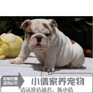 上海出售英国斗牛犬幼犬赛级英牛狗狗宠物萌宠聪明好养易训活体x