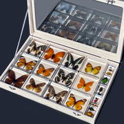 蝴蝶标本真蝴蝶树脂，标本动物标本，礼盒装创意收藏生日礼物琥珀摆件