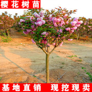 樱花树苗庭院种植盆栽地栽阳台耐寒花卉绿植高杆日本重瓣樱风景树