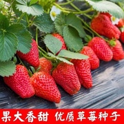 草莓种子 有机蔬果盆栽蔬菜红颜奶油大草莓家庭阳台花盆bc22j7NdY