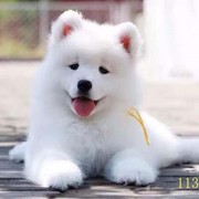 昭通萨摩耶幼犬纯种萨摩耶犬活体微笑天使萨摩耶小狗雪橇犬哈士奇