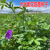 紫花苜蓿草籽种四季多年生大叶苜蓿牧草种子养殖牛羊兔子猪草种籽