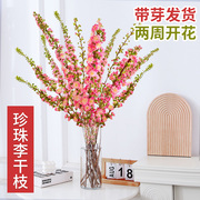 珍珠李鲜花(李鲜花)干枝，重瓣水培植物带花苞，樱花室内桌面花束水养干枝雪柳