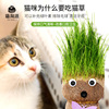 猫草小麦种子籽水培盆栽去毛球清洁口腔猫零食懒人猫薄荷猫咪用品