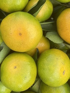 新鲜橘子桔子贵州农家自种老品种老树橘子现摘孕婴水果整箱5斤邮