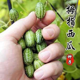 拇指西瓜种子种籽四季高产母子手指西瓜子水果种庭院阳台盆栽种子