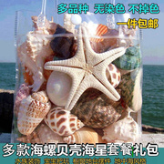 超级大海螺壳天然真贝壳摆件儿童玩具礼物海星珊瑚鱼缸水族装饰