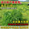 黑麦草种籽子种四季多年生耐寒牧草种籽畜牧养殖鸡鸭牛羊鱼草种子