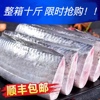 带鱼段整箱10斤新鲜鱼段冷冻新鲜带鱼段带鱼海鲜水产生鲜