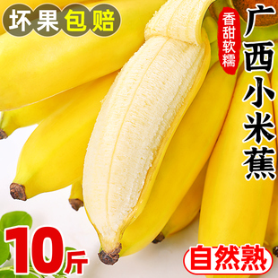 广西小米蕉香蕉新鲜10斤水果当季整箱，苹果蕉小香蕉芭蕉自然熟