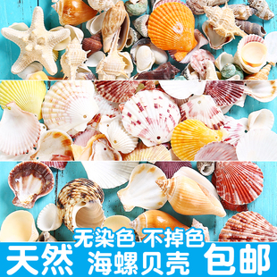 天然贝壳海螺海星鱼缸造景手工diy打孔漂流瓶装饰卷贝鱼寄居蟹壳