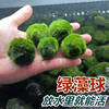 绿藻球小鱼缸水族箱造景装饰真水草水生植物活体，前景草懒人水藻球