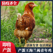 产蛋王海兰褐青年鸡即将下蛋鸡活苗活鸡包活到家红毛生蛋鸡苏北