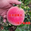 日本盛夏甜桃王桃树(王桃树，)苗种特大果南北方，种植嫁接早熟水蜜桃树苗