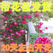 蔷薇花苗爬藤四季浓香型带花庭院，植物大花月季玫瑰花盆栽开花不断