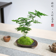 文竹日式苔藓禅意盆栽室内办公桌茶桌面盆景绿植新中式粗陶常绿花