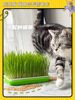 腐败猫  无土种植栽培猫草小麦种子DIY猫草 排毛球去毛团猫草套装