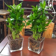 富贵竹盆栽桌面招财，植物室内荷花竹节节高绿植，办公室四季常青花卉