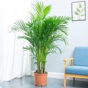 定制散尾葵凤尾竹大型绿植吸甲醛植物，盆栽室内客厅四季常青夏威夷