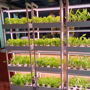 定制无土栽培设备家庭阳台种植蔬菜草莓自动水培水耕多层立体种菜