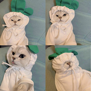 猫咪防掉毛衣服秋冬季可爱蓝猫加菲，布偶猫英短暹罗猫加绒猫猫卫衣