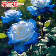蓝玫瑰花苗老桩盆栽树苗特大花卉绿植物四季开花蔷薇月季花苗