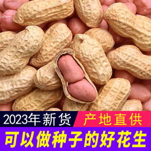 带壳生花生2023年5斤新鲜晒干高产种子薄壳，炒熟原味粉红皮花生米