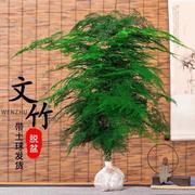 文竹盆栽植物办公室内绿植花卉客厅特大棵文竹，苗矮生高端云竹盆景