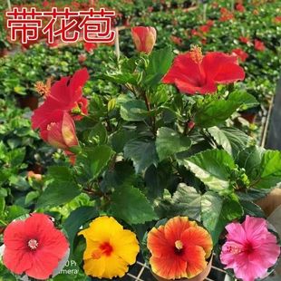 四季花卉进口扶桑花，大盆树苗阳台窗台，绿植室内植物大红花盆栽木槿