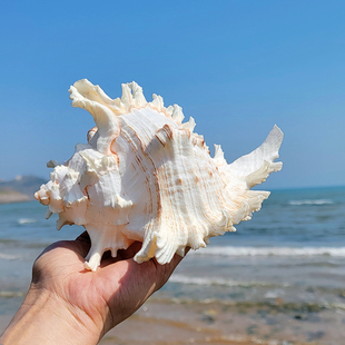 天然超大海螺贝壳千手螺海星，鱼缸造景居家橱柜，摆件海洋标本收藏