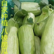 山东八棱脆瓜菜瓜烧瓜捎瓜青龙瓜不甜水果非甜瓜新鲜现摘速运