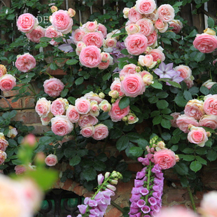 海蒂的花园  月季粉色龙沙宝石花苗爬藤庭院植物藤本花卉园艺盆栽