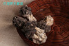 新疆巴楚野生蘑菇干食用菌香菇胡杨林皱柄羊肚菌 巴楚菇大货250g