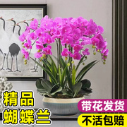 蝴蝶兰盆栽带花苞花兰花室内客厅花卉大花型植物四季好养活花苗