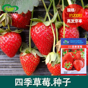 草莓种子四季播种室内阳台盆栽水果农家蔬菜，种子秋冬菜籽草莓籽