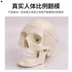 成人头颅骨解剖标本医学仿真人体头骨模型可拆卸彩色骷髅头1 1s