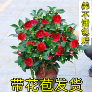 山茶花盆栽香妃五色，赤丹克瑞墨大牡丹大花，十八学士带花苞名贵树苗