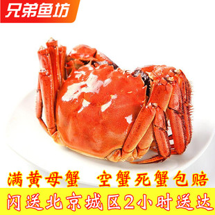 2.5-3两/只单只北京闪送鲜活大闸蟹满黄红膏母蟹螃蟹满10只