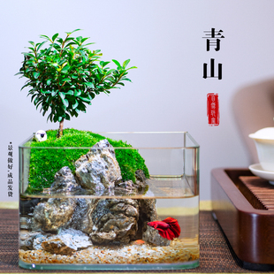 桌面苔藓微景观绿植生态瓶斗鱼，家用小鱼缸，客厅小叶赤楠盆景水陆缸