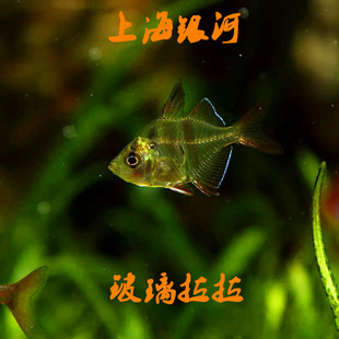 玻璃拉拉鱼透明鱼灯科鱼玻璃猫热带鱼观赏鱼活体淡水草缸鱼包活